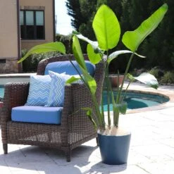 Bird Of Paradise - Orange -Lanscapes Store Bird of Paradise 5 FGT