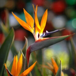 Bird Of Paradise - Orange -Lanscapes Store Bird of Paradise 8