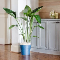 Bird Of Paradise - Orange -Lanscapes Store Bird of Paradise 9