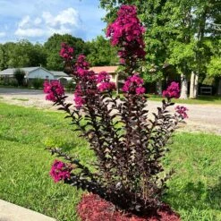 Black Diamond® Crape Myrtle - Mystic Magenta™ -Lanscapes Store Black Diamon Magestic magenta Crape Myrtle31