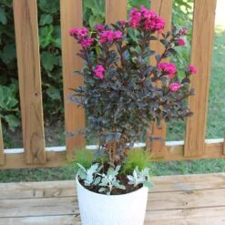 Black Diamond® Crape Myrtle - Mystic Magenta™ -Lanscapes Store Black Diamon Magestic magenta Crape Myrtle 1