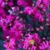 Black Diamond® Crape Myrtle - Mystic Magenta™ 1 Black Diamond® Crape Myrtle - Mystic Magenta™ -Lanscapes Store Black Diamon Magestic magenta Crape Myrtle 600x600 703dbfb4 ff0a 40c3 b862 7837c7afa96a