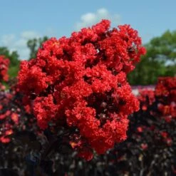 Black Diamond® Crape Myrtle - Best Red™ -Lanscapes Store Black Diamond Crape Myrtle 3 FGT