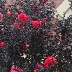 Black Diamond® Crape Myrtle - Best Red™ -Lanscapes Store Black Diamond Crape Myrtle 6 FGT