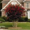 Black Diamond® Crape Myrtle - Best Red™ -Lanscapes Store Black Diamond Crape Myrtle FGT 600x600 ebd6e947 06c8 47e3 8d58 bdd0b8f08ce1