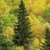 Black Hills Spruce Tree -Lanscapes Store Black Hills Spruce FGT 600x600 cb51d1ba de3b 4964 8e81 2204f60de25d