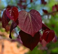 Black Pearl™ Redbud Tree -Lanscapes Store Black Pearl Redbud Tree 450 D1