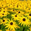 Goldsturm Black-Eyed Susan -Lanscapes Store Black eyed susan FGT 600x600 5fc5fa90 ed69 40ca 80f8 1dc960e2fcde