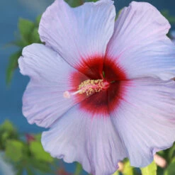 Summer Spice® Hardy Hibiscus Bleu Brulee™ -Lanscapes Store Bleu Brulee Hibiscus 1