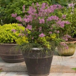 Bloomerang® Lilac Shrub -Lanscapes Store Bloomerang Lilac Shrub 1