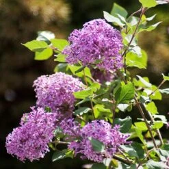 Bloomerang® Lilac Shrub -Lanscapes Store Bloomerang Lilac Shrub 2