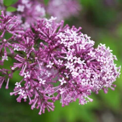 Bloomerang® Lilac Shrub -Lanscapes Store Bloomerang Lilac Shrub 5 FGT