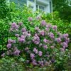 Bloomerang® Lilac Shrub -Lanscapes Store Bloomerang Lilac Shrub 600x600 fbcbaec1 7351 48c4 b56f 15f2756df306