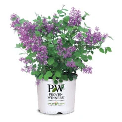 Bloomerang® Lilac Shrub -Lanscapes Store Bloomerang Lilac Shrub 7 3G