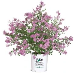 Bloomerang® Lilac Shrub -Lanscapes Store Bloomerang Lilac Shrub 8 5G