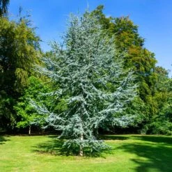 Blue Atlas Cedar Tree -Lanscapes Store Blue Atlas Cedar 2
