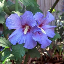 Azurri Blue Satin® Rose Of Sharon Althea Tree -Lanscapes Store Blue Satin Rose Of Sharon Tree 2