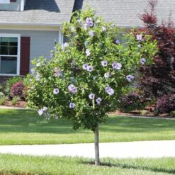 Azurri Blue Satin® Rose Of Sharon Althea Tree -Lanscapes Store Blue Satin Rose Of Sharon Tree 3 44946843 a3ea 4054 b02e a6db3052ceb9