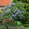 Azurri Blue Satin® Rose Of Sharon Althea Tree 2 Azurri Blue Satin® Rose Of Sharon Althea Tree -Lanscapes Store Blue Satin Rose Of Sharon Tree 600x600 60de359b badf 4160 8f5d 202267acab41