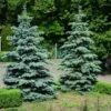 Blue Wonder Spruce Tree -Lanscapes Store Blue Wonder Spruce 600x600 26193ce5 cb4c 4e46 8366 037a0a8f601d