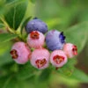 3-in-1 Blueberry Bush -Lanscapes Store Blueberry 3in1 600x600 1aa08fd7 bd51 41f6 bac0 a9579467c982