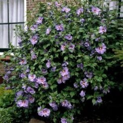 Bluebird Rose Of Sharon Hibiscus Shrub -Lanscapes Store Bluebird Hibiscus 2