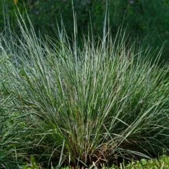 Blues Little Bluestem Grass -Lanscapes Store Bluestem Grass The Blues 4
