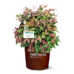 Blush Pink™ Nandina Shrub 13 Blush Pink™ Nandina Shrub -Lanscapes Store Blush Pink Nandina 6