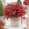 Blush Pink™ Nandina Shrub -Lanscapes Store Blush Pink Nandina 600x600 60ae8e3f f699 4fdc aa60 41bdb9f2debf