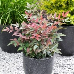 Blush Pink™ Nandina Shrub 11 Blush Pink™ Nandina Shrub -Lanscapes Store Blush Pink Nandina FGT 5