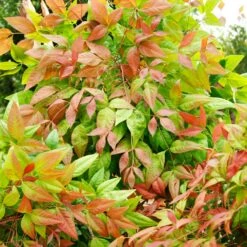 Blush Pink™ Nandina Shrub 14 Blush Pink™ Nandina Shrub -Lanscapes Store Blush Pink Nandina FGT 6