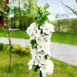 Blushing Delight™ Columnar Apple Tree -Lanscapes Store Blushing Delight Columnar Apple 3