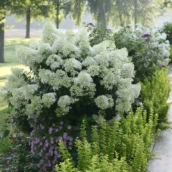 Bobo® Hydrangea Shrub -Lanscapes Store Bobo Hyrangea 2 FGT
