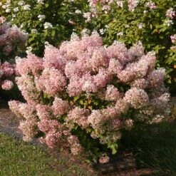 Bobo® Hydrangea Shrub -Lanscapes Store Bobo Hyrangea 4 FGT