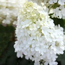 Bobo® Hydrangea Shrub -Lanscapes Store Bobo Hyrangea 5