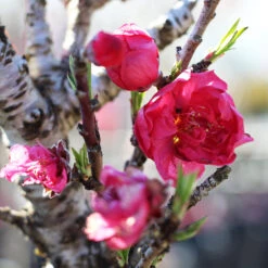 Bonanza Patio Peach Tree -Lanscapes Store Bonanza Peach tree 4 FGT