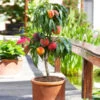 Bonanza Patio Peach Tree -Lanscapes Store Bonanza Peach tree FGT 600x600 83c19420 6371 443a 8b39 ed964c3d6525