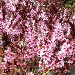 Bonfire Patio Peach Tree 12 Bonfire Patio Peach Tree -Lanscapes Store Bonfire Peach 3 FGT