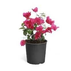 Barbara Karst Bougainvillea -Lanscapes Store Bougainvillea Barbera Karst 6inch 68480f0d df5e 4cb0 b8d1 912b64b1b5ce