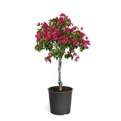Barbara Karst Bougainvillea -Lanscapes Store Bougainvillea Barbera Karst Tree 46e6ff16 c20a 427c 82cd c6d7d103fd68