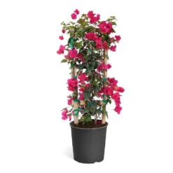 Barbara Karst Bougainvillea -Lanscapes Store Bougainvillea Barbera Karst Trellis c50b3fdc 836a 4431 b642 46324d3f2616