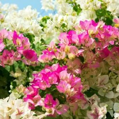 Bi-Color Bougainvillea Tree -Lanscapes Store Bougainvillea Braided 1