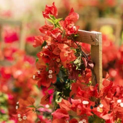 Sundown Orange Bougainvillea -Lanscapes Store Bougainvillea Sundown 2 FGT