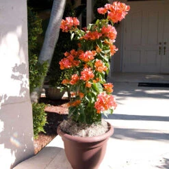Sundown Orange Bougainvillea -Lanscapes Store Bougainvillea Sundown 4