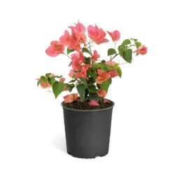 Sundown Orange Bougainvillea -Lanscapes Store Bougainvillea Sundown 6qt