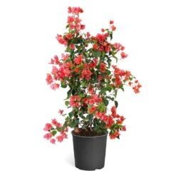Sundown Orange Bougainvillea -Lanscapes Store Bougainvillea Sundown TR
