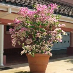 Thai Delight Bougainvillea 12 Thai Delight Bougainvillea -Lanscapes Store Bougainvillea Thai 3