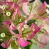 Thai Delight Bougainvillea 1 Thai Delight Bougainvillea -Lanscapes Store Bougainvillea Thai FGT 600x600 d6b29cf6 b979 48df 8763 85911721860b