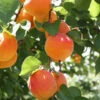 Bounty Peach Tree 1 Bounty Peach Tree -Lanscapes Store Bounty Peach 600x600 ee4d2b5f 3ab5 4cf8 b1cb 748f957a658b