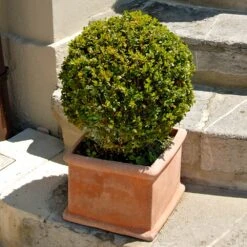 Titan Boxwood Shrub -Lanscapes Store Boxwood Titan 6